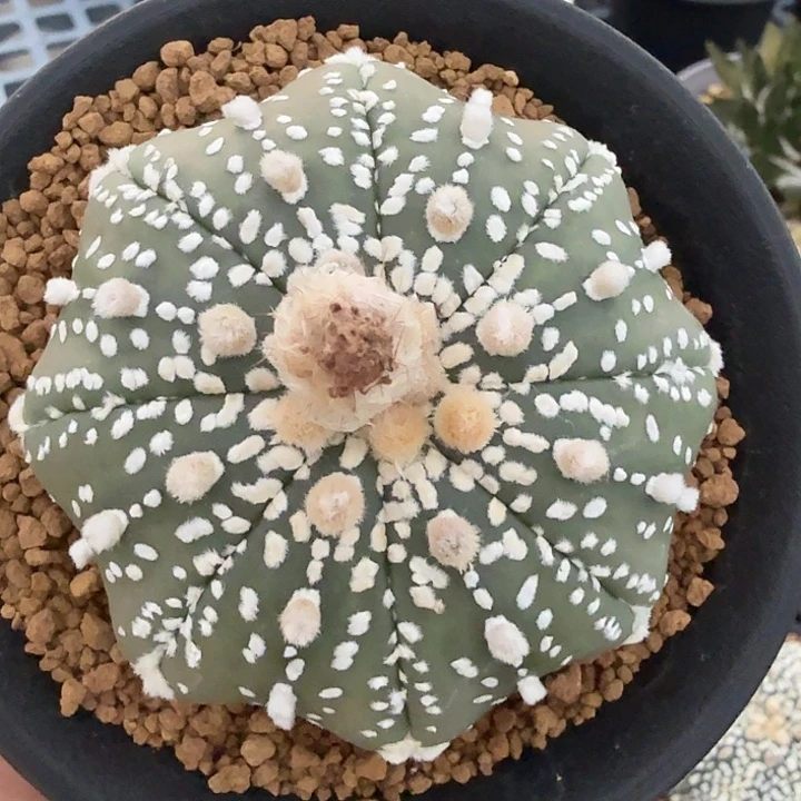 无花朵美纹海星福利福利