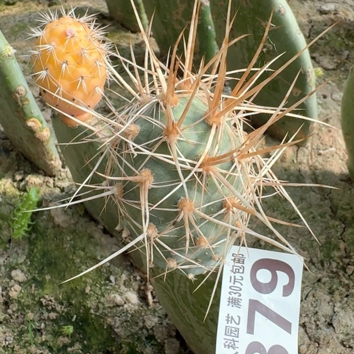 879产地种源狂金刺习仙人球