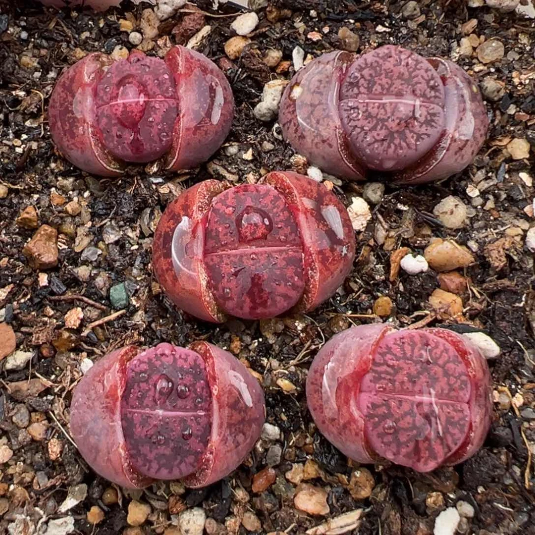 2.8好看的多肉057