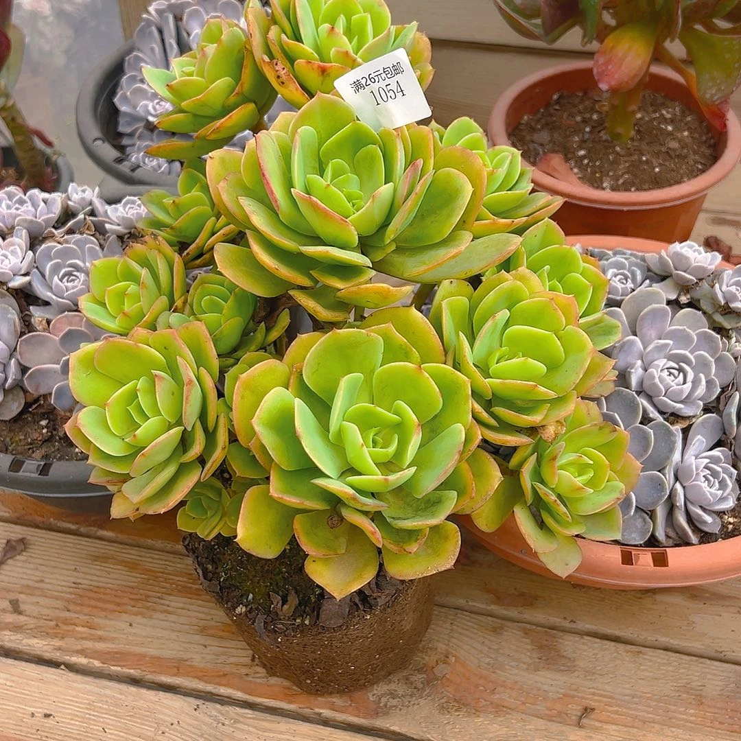 卡***米1054火焰玫瑰多肉植物