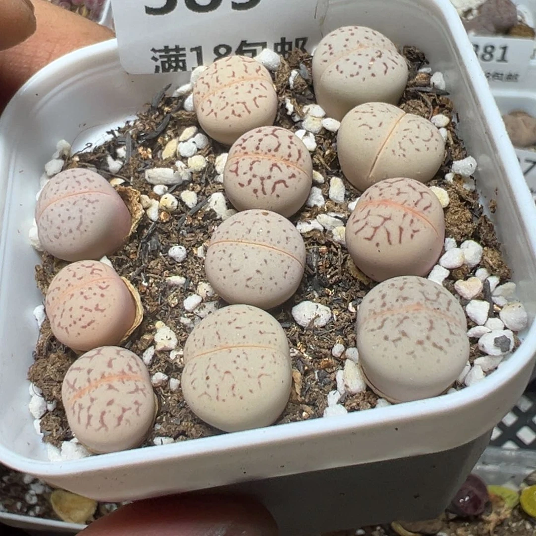 【闪购商品】 389。