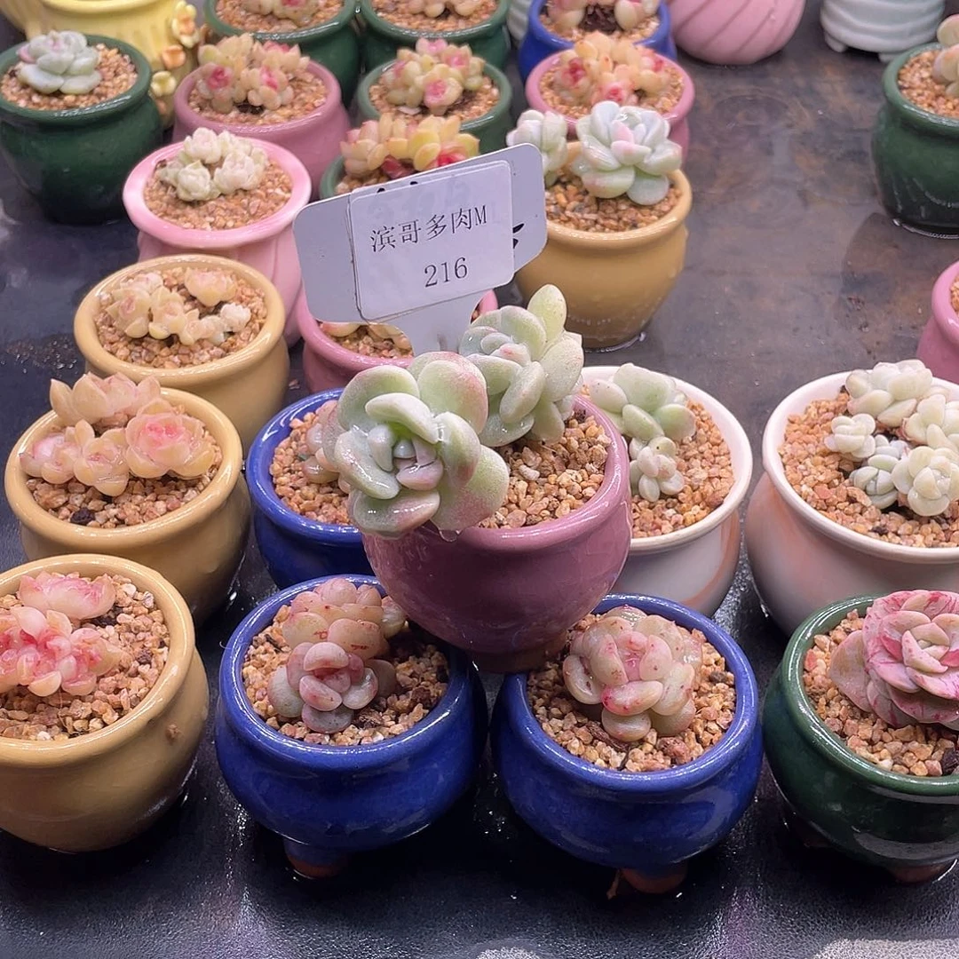 咕***～滨哥多肉M216冰玉石化三头