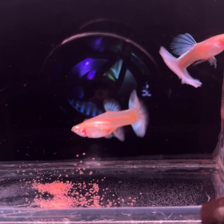 孔雀鱼埃尔银白子半月1对