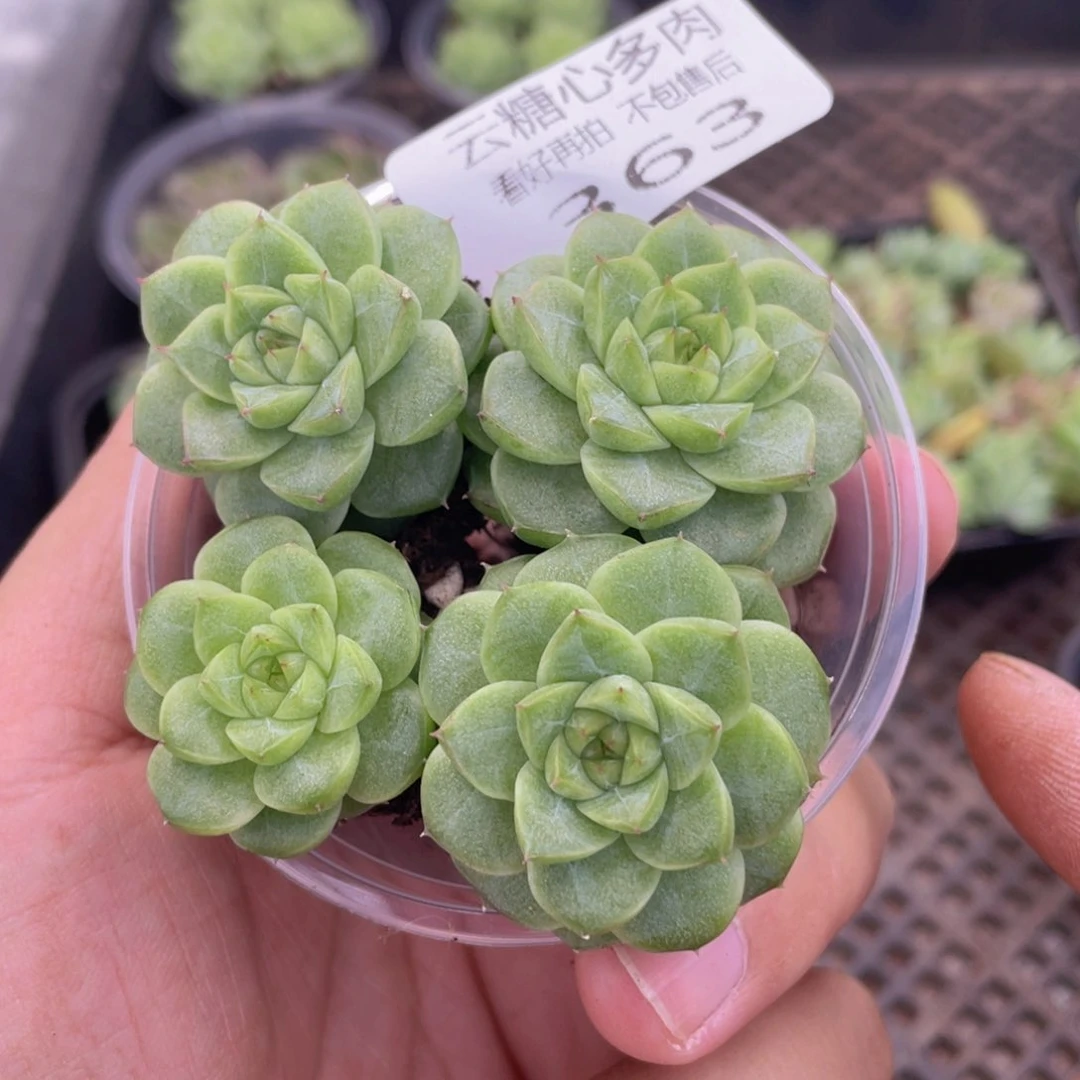 云糖心多肉植物363
