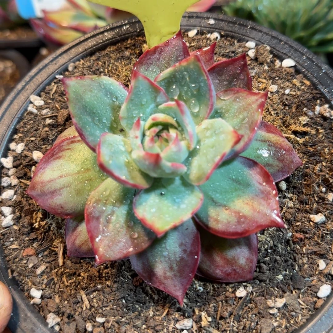 惊鸿一物一拍包装收缩花旱380