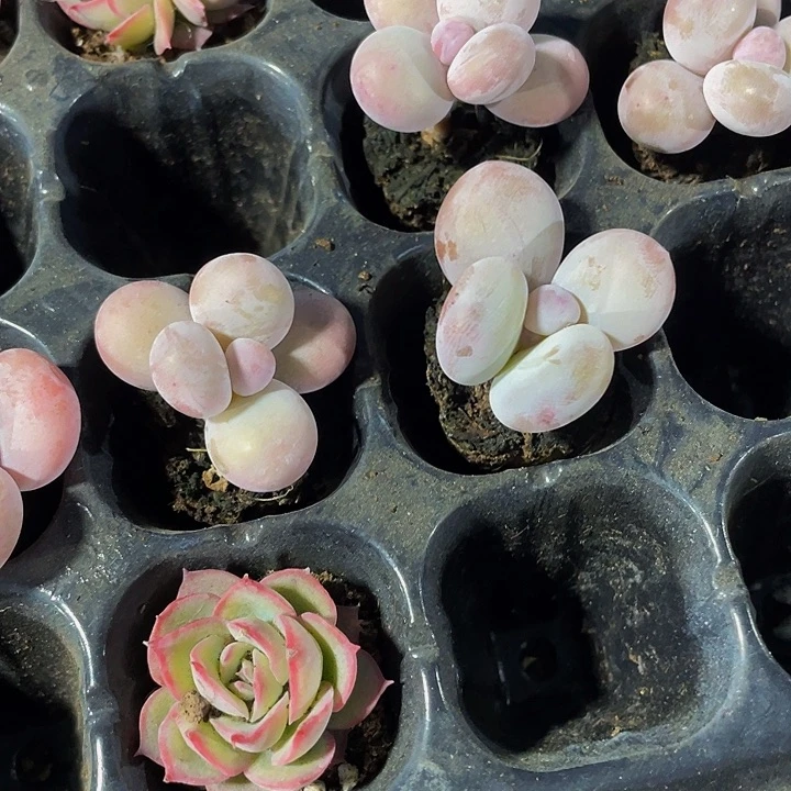 小奶豆1.5带土发