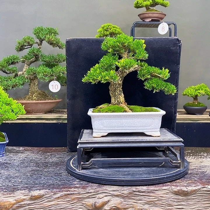 无花朵黄杨盆景四季常青