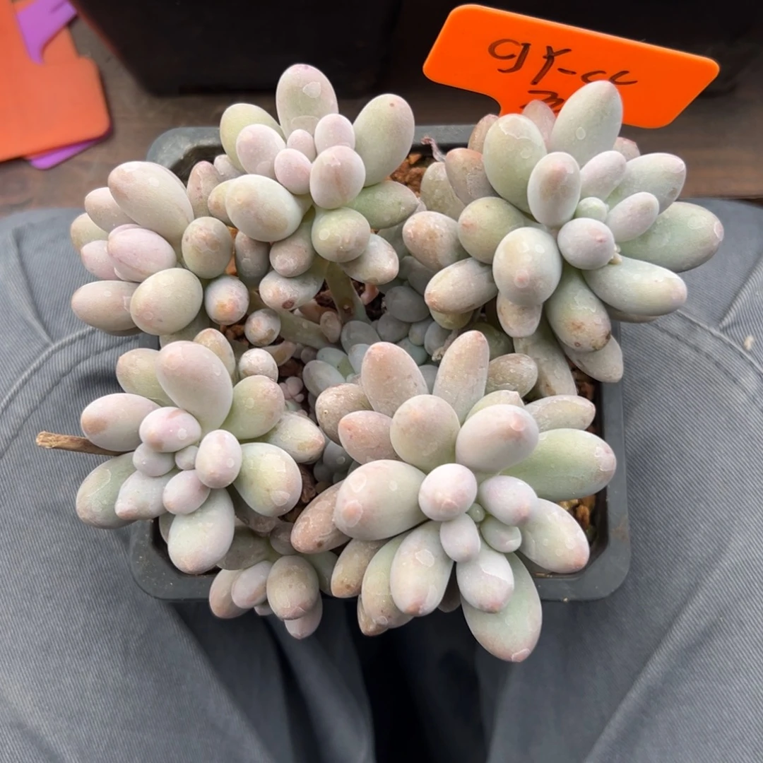 *****桃花奶11111111111