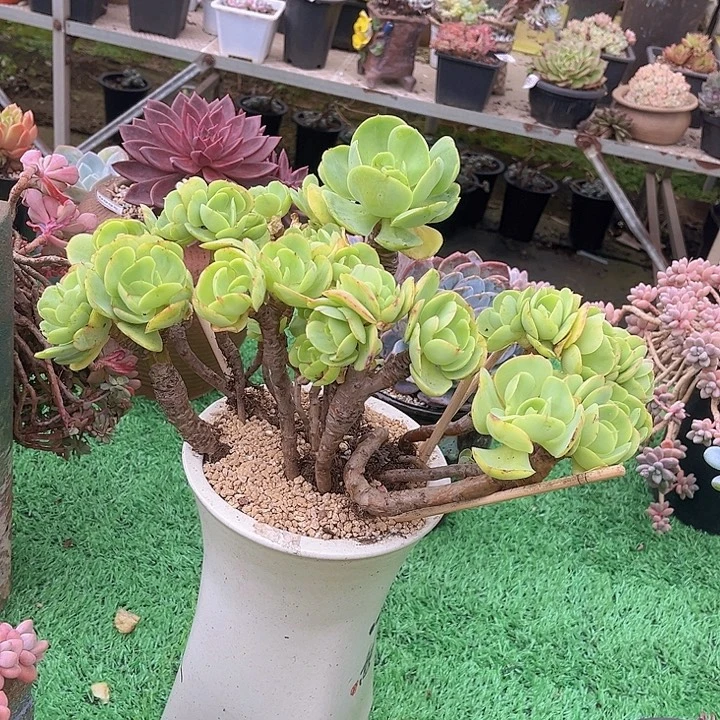 碧桃1095多肉植物