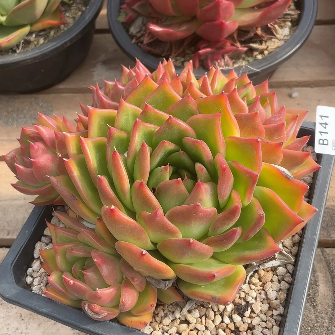 若如东云单拍B141