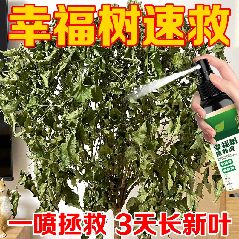 幸福树专用营养液免稀释防治黄叶盆栽室内园艺绿植肥正品通用