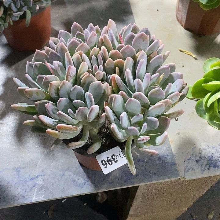 C***y396灰姑娘多肉植物多肉