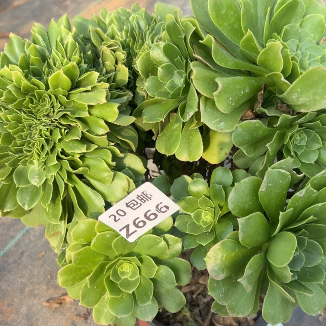 666绿杨蓉缀，满20包邮嘟叮熊