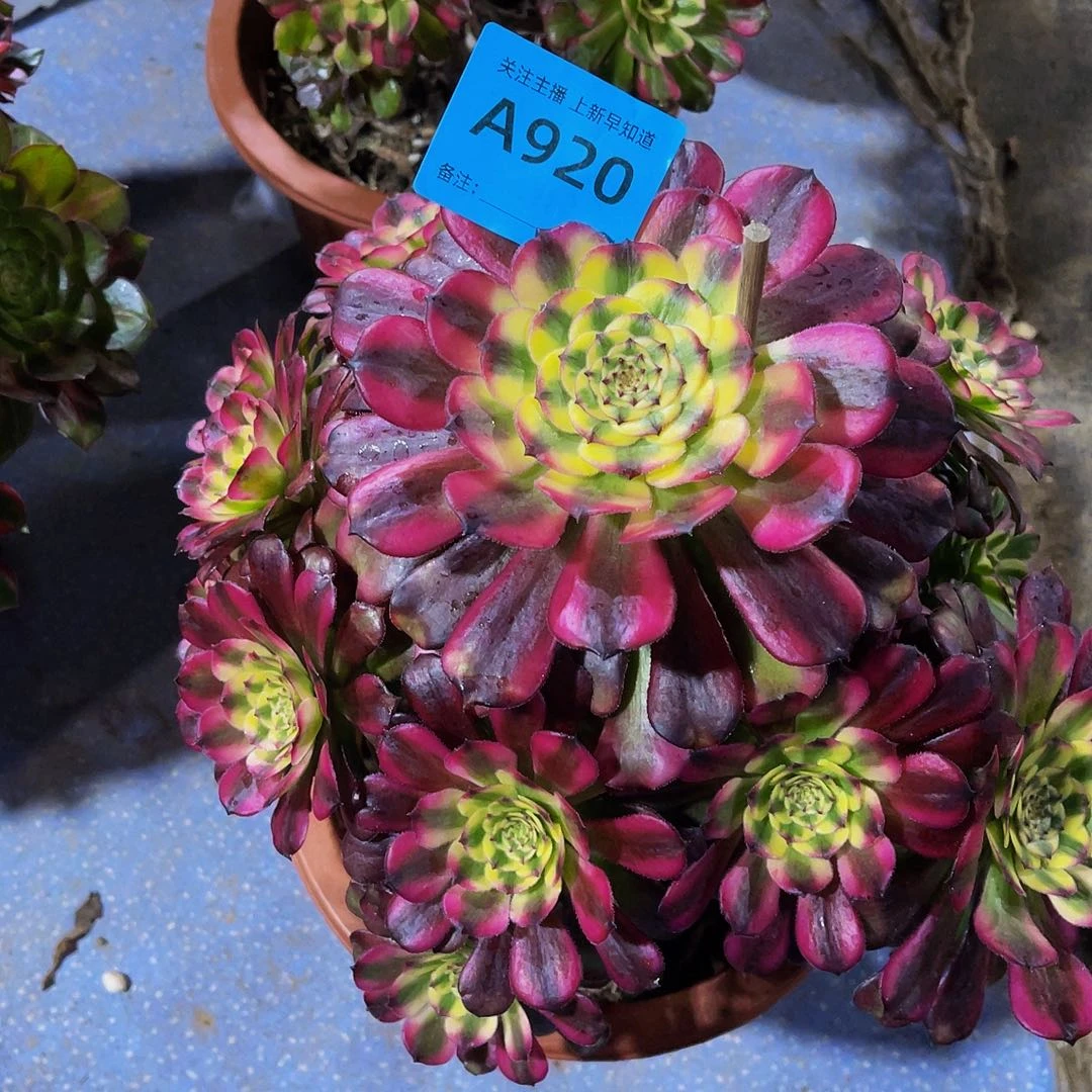 维纳斯920拖土法师