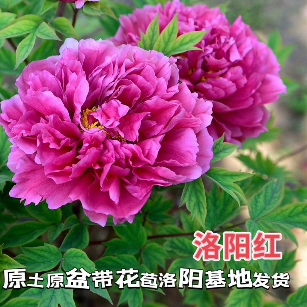 年宵花牡丹【洛阳红】原盆原土 一物一拍 顺丰包邮 洛阳基地直发