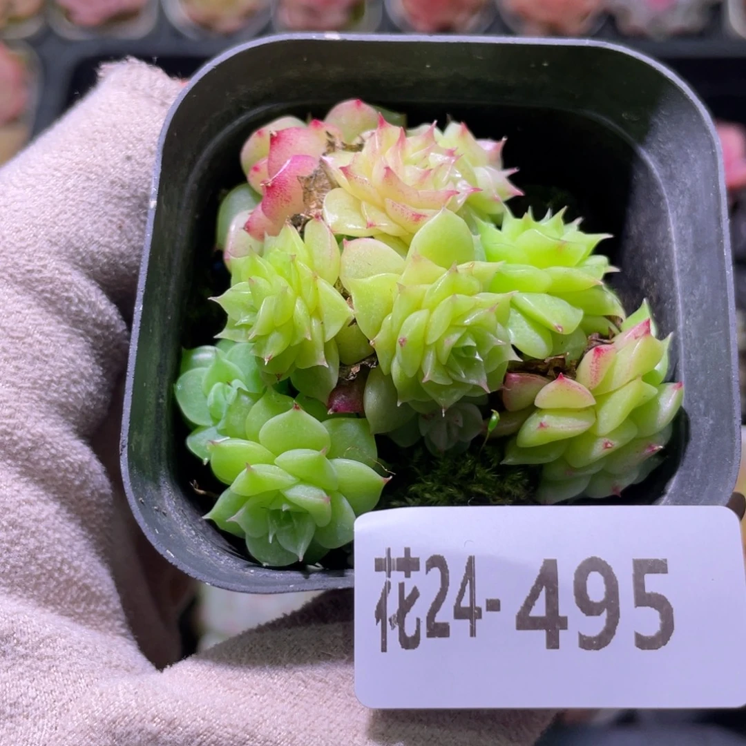 花利美24-495麦秆