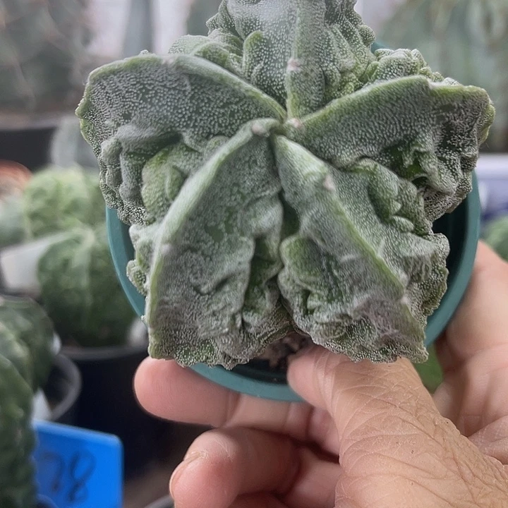 仙人球开花仙人球上