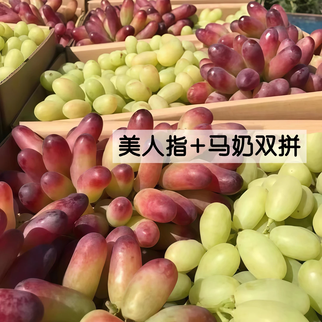 京津冀次日达/怀来葡萄+马奶美人指当季新鲜水果园现摘现发酸甜口