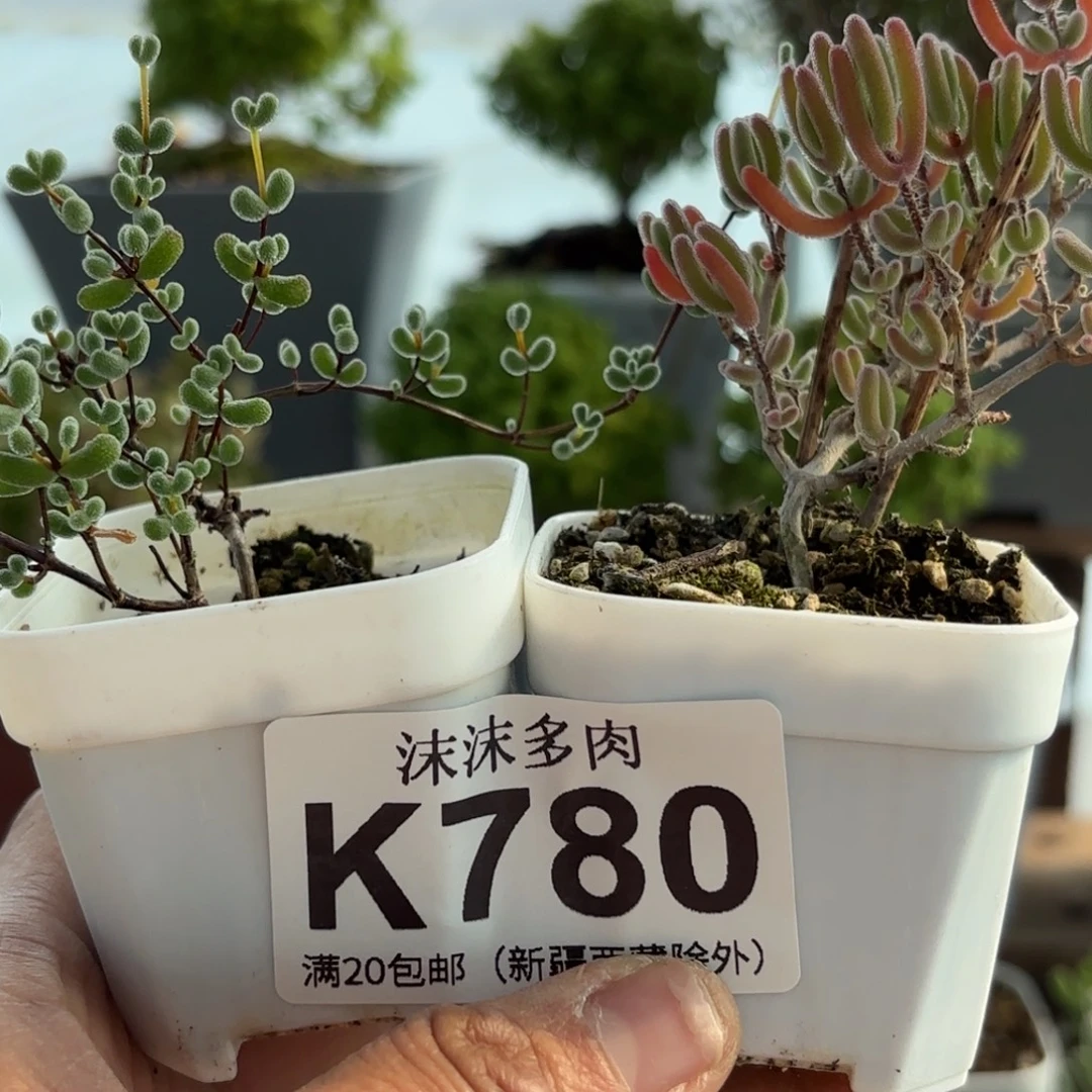 780翡翠和红叶组合