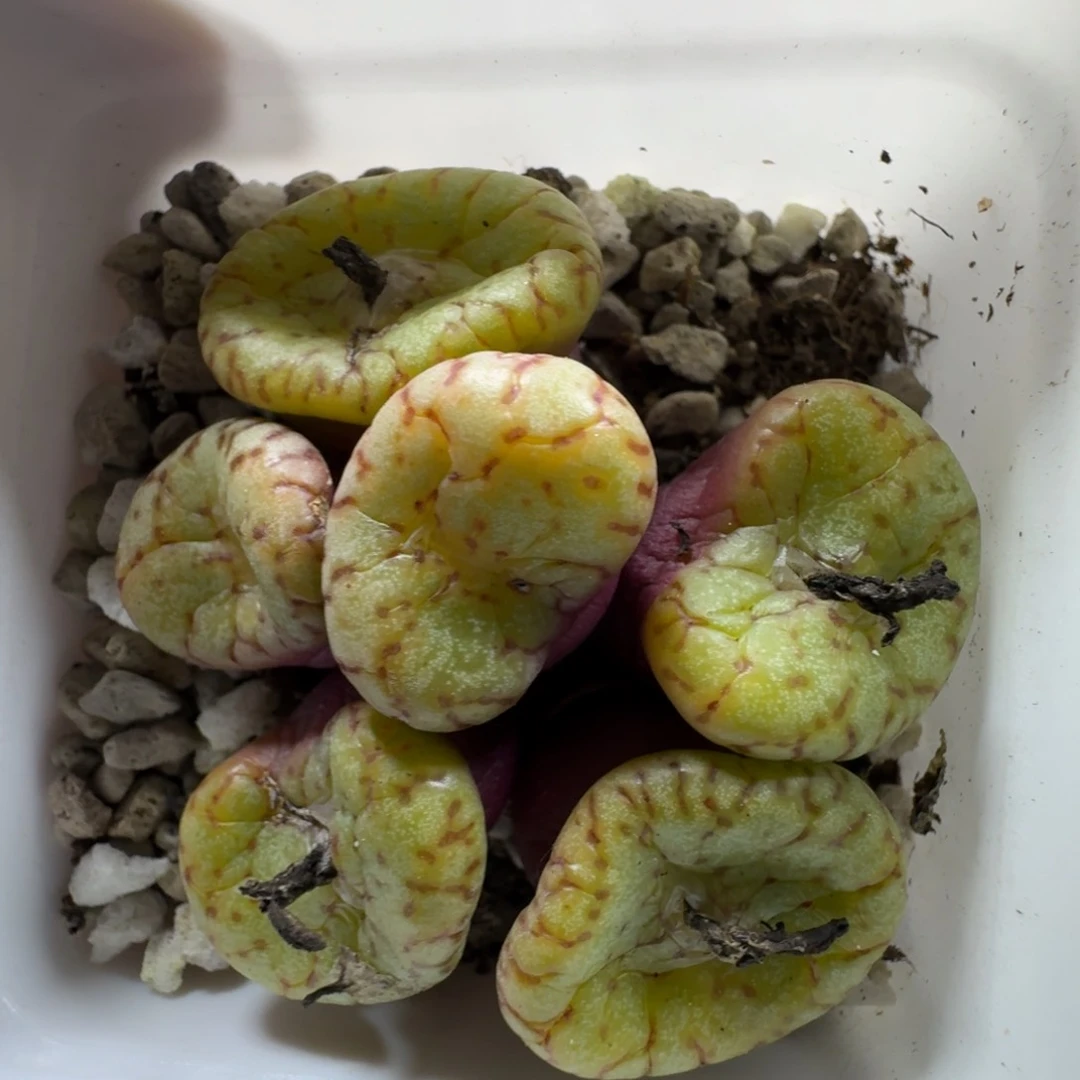 3603。安贞一群。好看