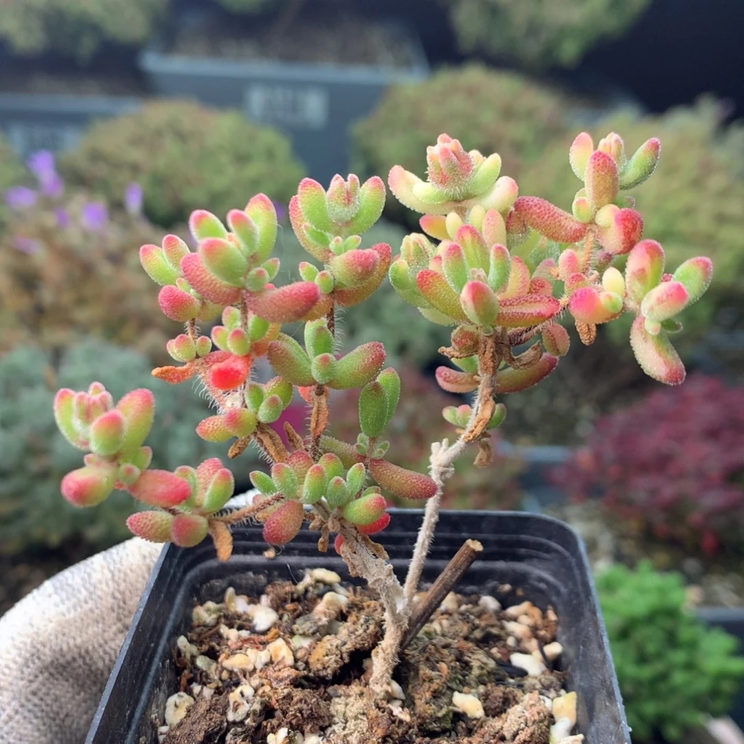 734红宝石阴阳锦 。