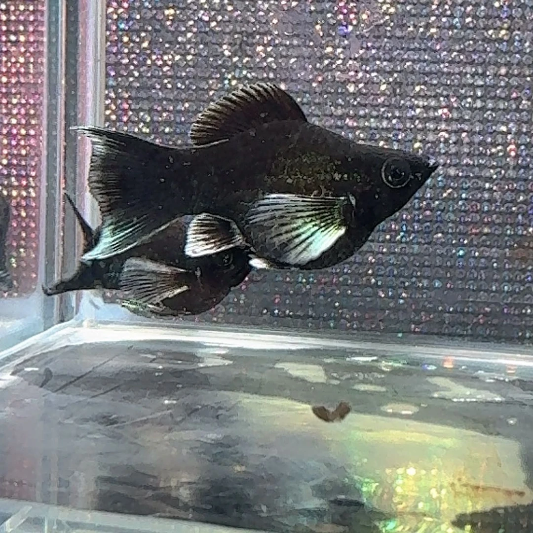 海水鱼黑金电镀一对