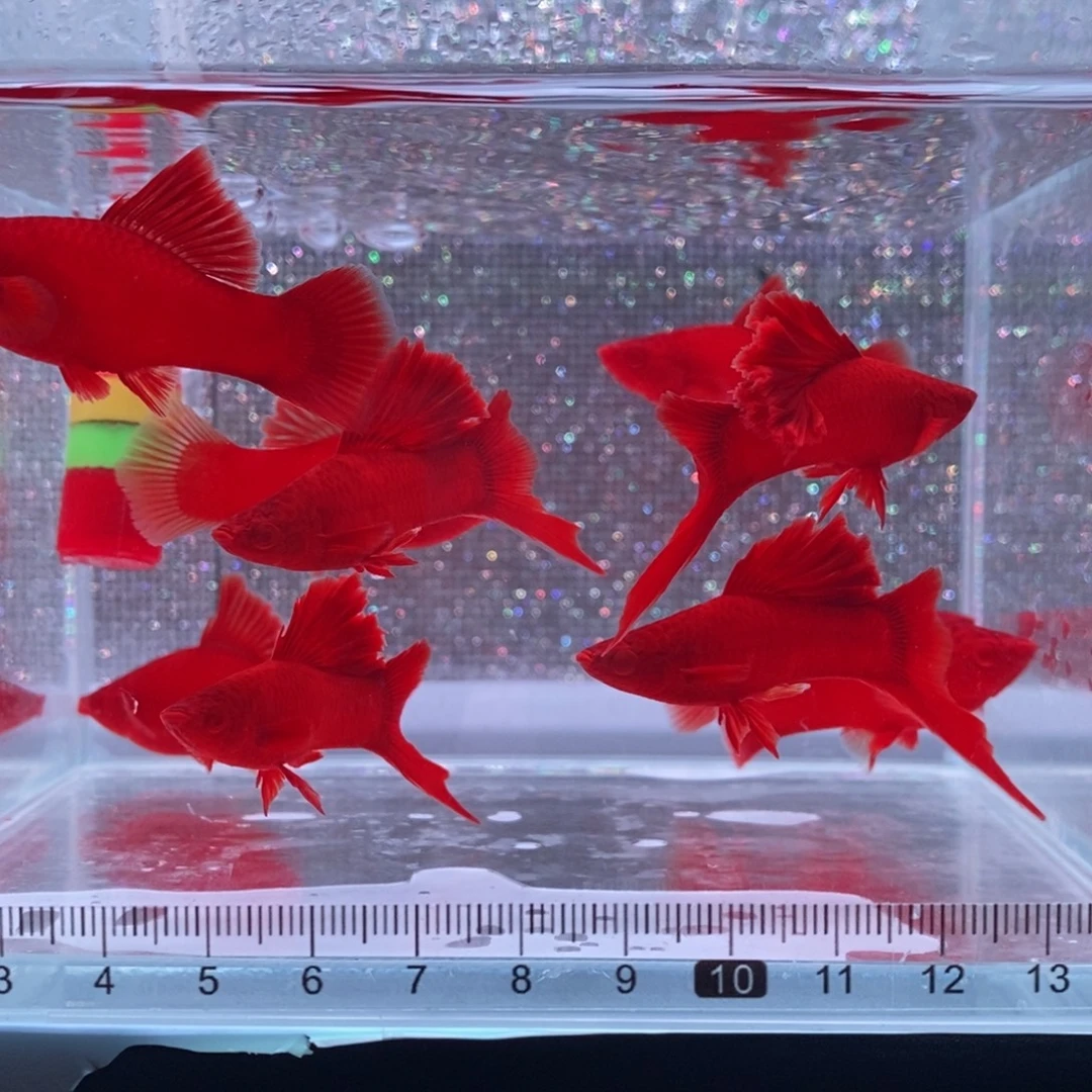 芃***姥红剑鱼高鳍红剑亚成4公6母