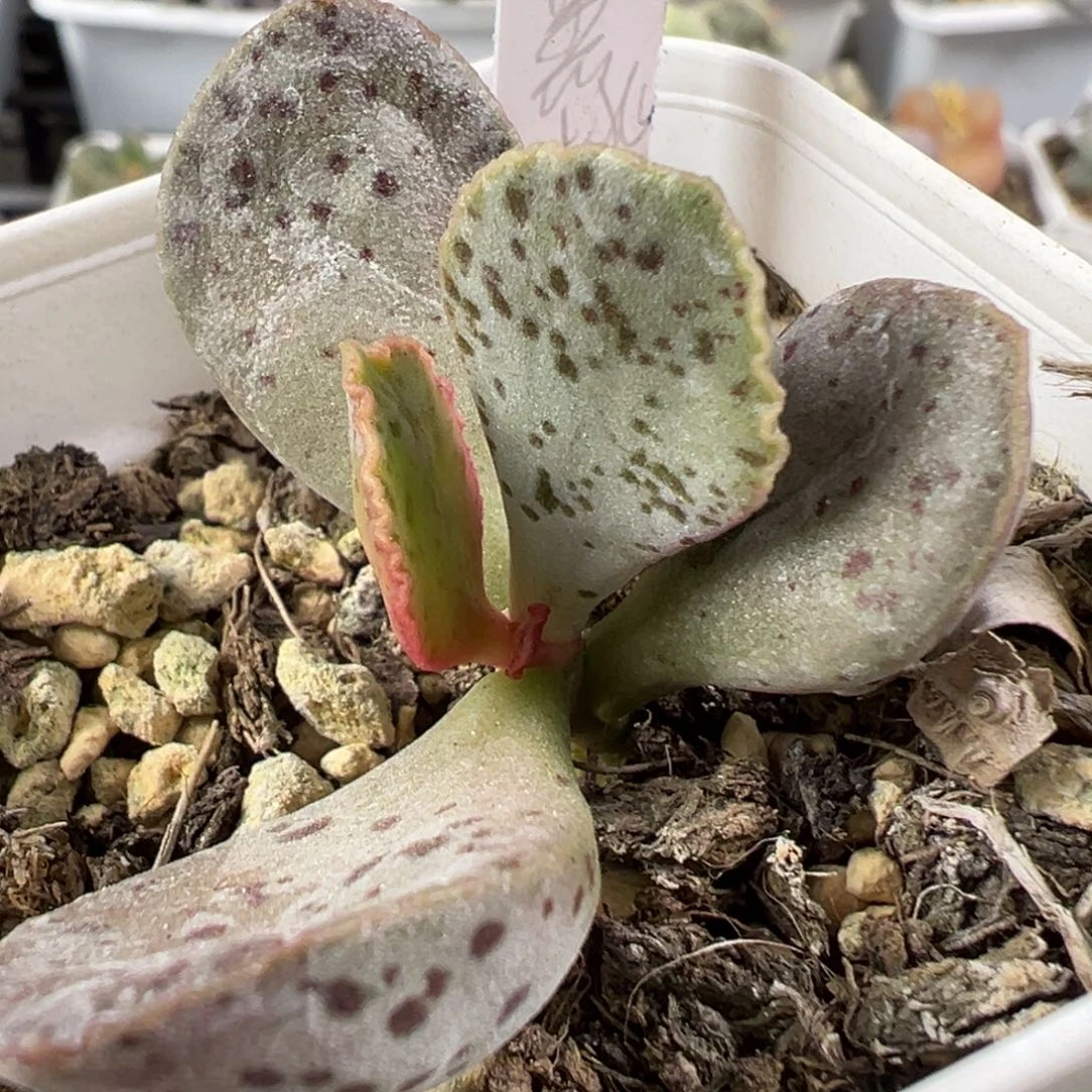 w黑桃多肉植物水泡