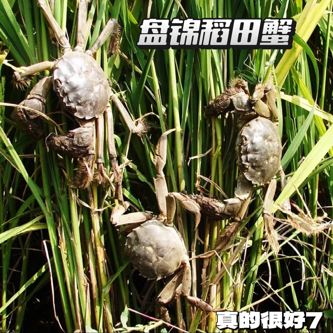 肥货【活蟹】盘锦河蟹稻田母蟹（1-1.3两/只 1.4-1.6两/只）顺丰包邮送货上门