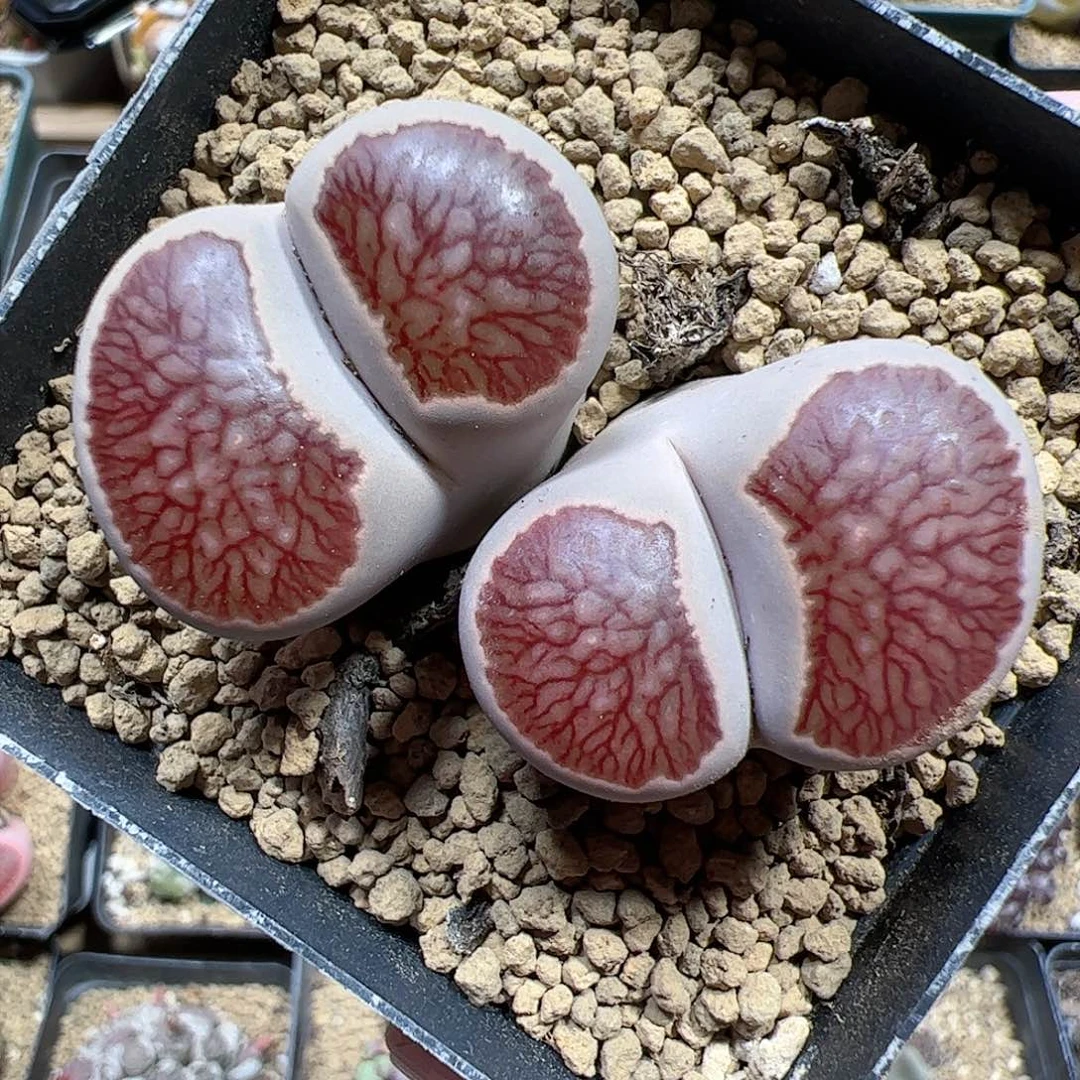 【闪购商品】286 菊