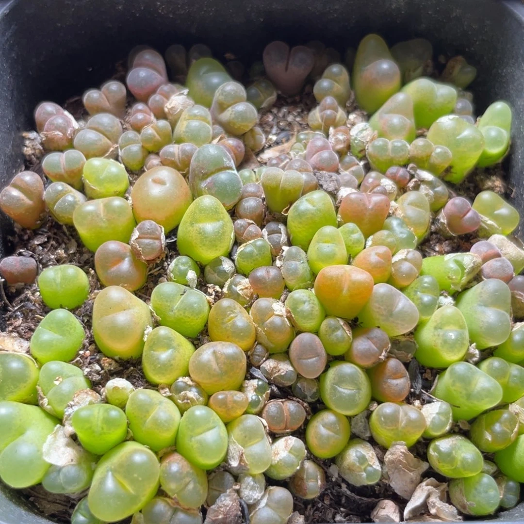 今晚大盆特价更新～46