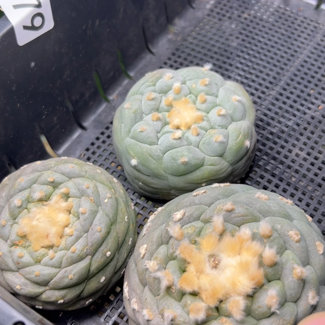 Y*J979 有根 直接上盆