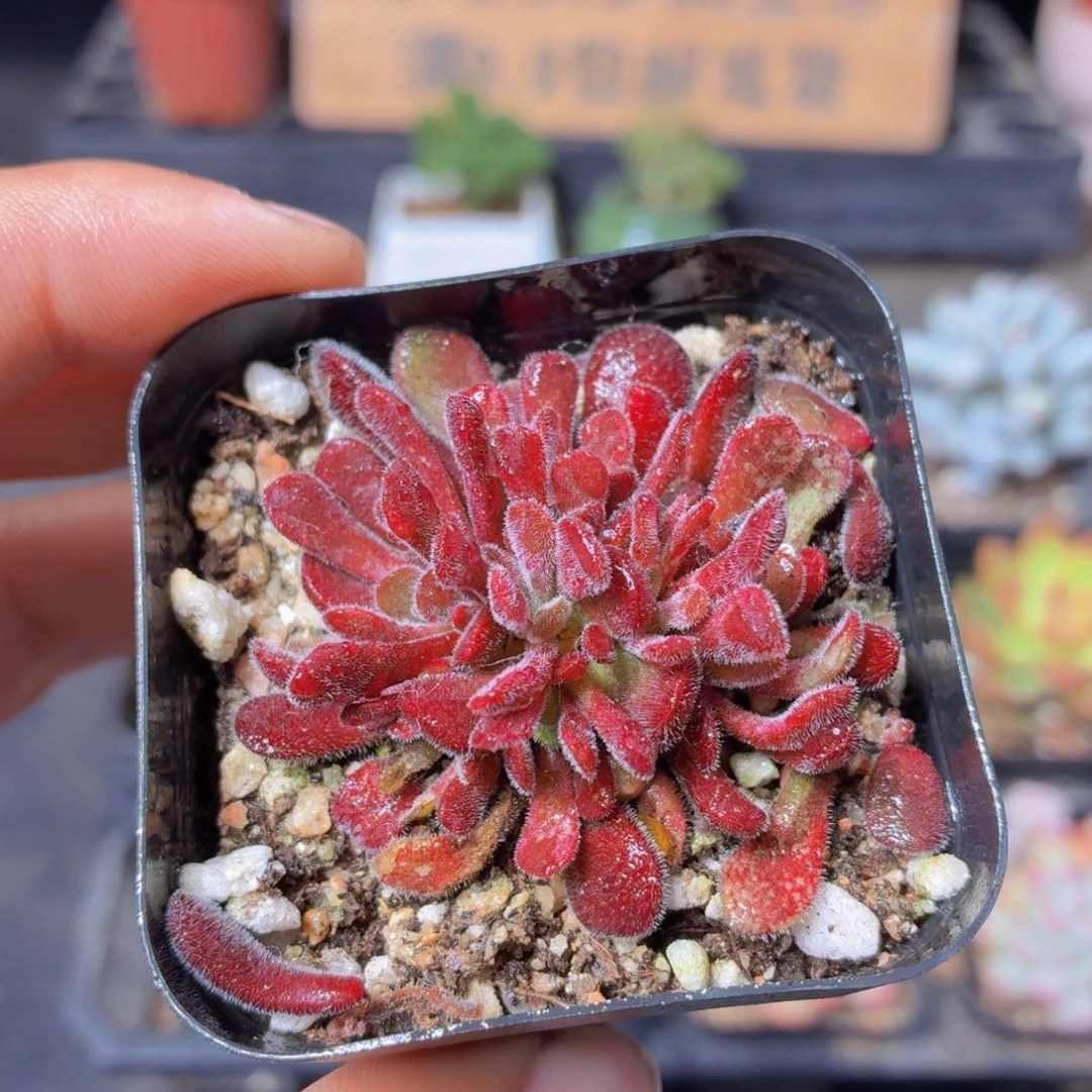 梦椿多肉9.9包邮发货
