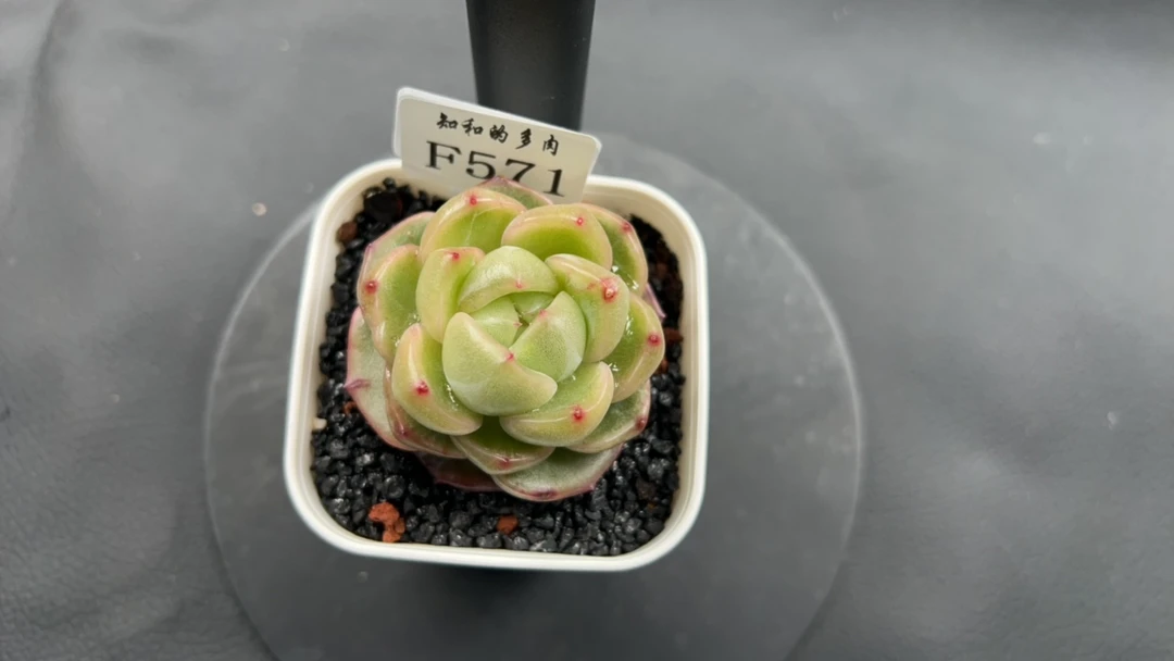 知和的多肉F571专拍链接