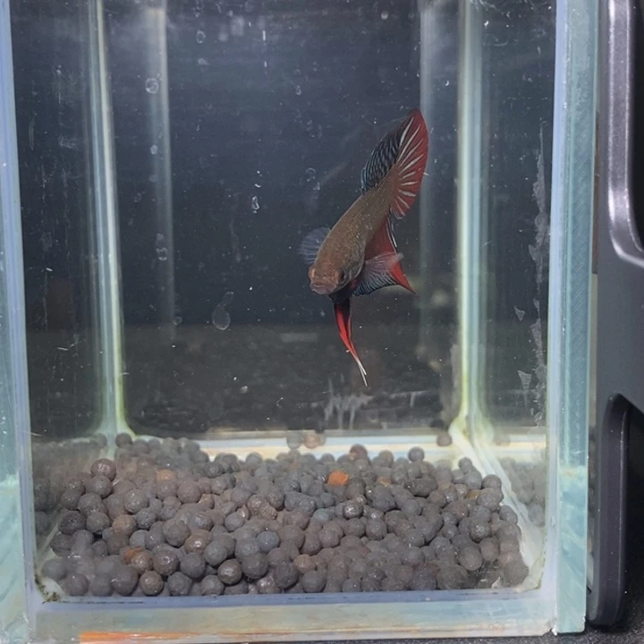 斗鱼泰国斗鱼13号