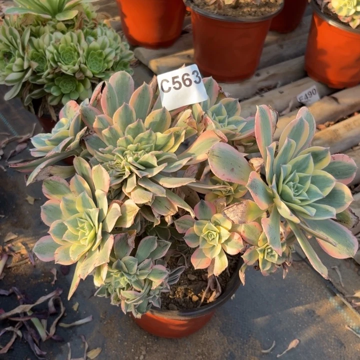 灿烂缀多肉植物不包损563