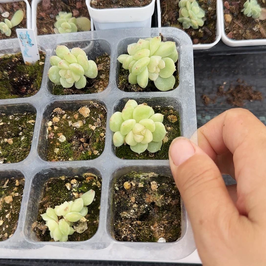 隐藏穴一个满25包邮