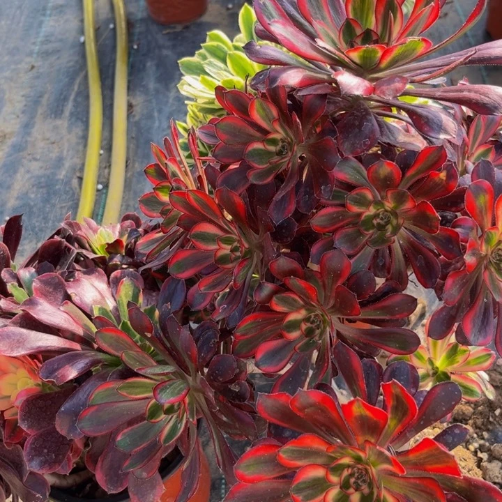 105多肉植物一物一拍