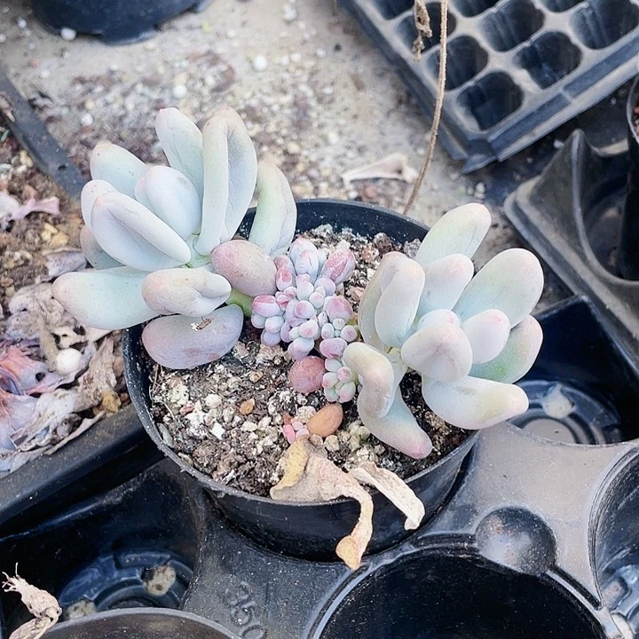 米可奶19.9一盆666994946464947