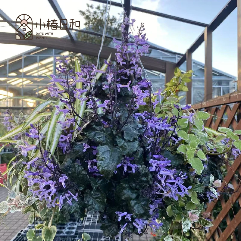 小椿日和 新品魔法莫奈香茶菜magic mona purple耐热丰花紫色盆栽
