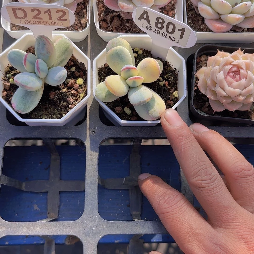 `****多A801乒乓锦一物一拍