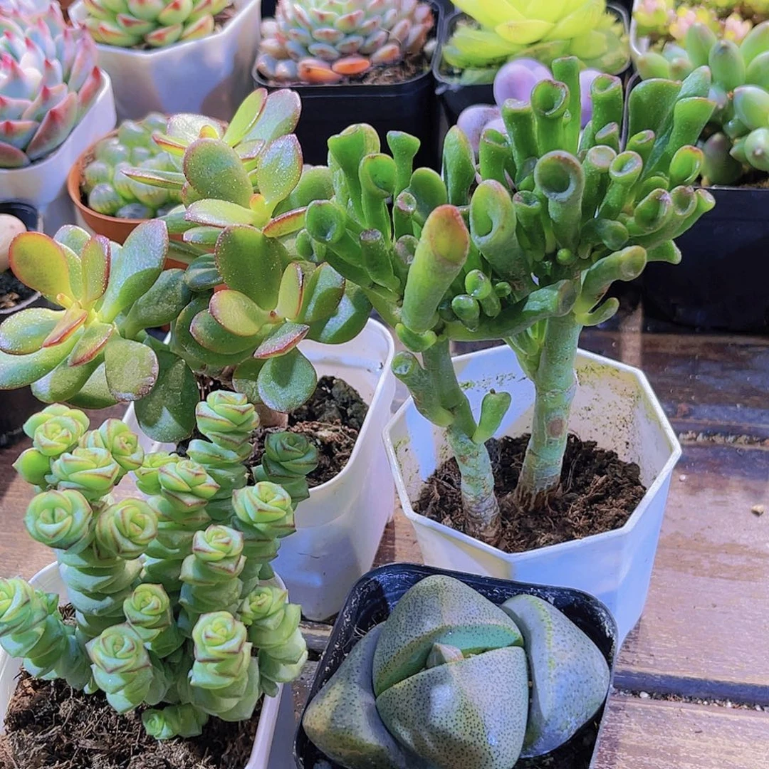 发大财套餐11111111111