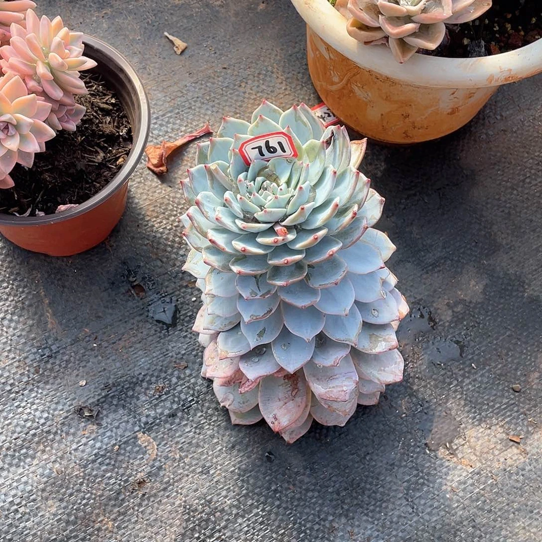 761蓝鸟 一物一拍多肉