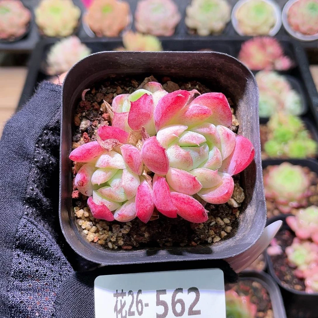 花利美26-562彼岸花