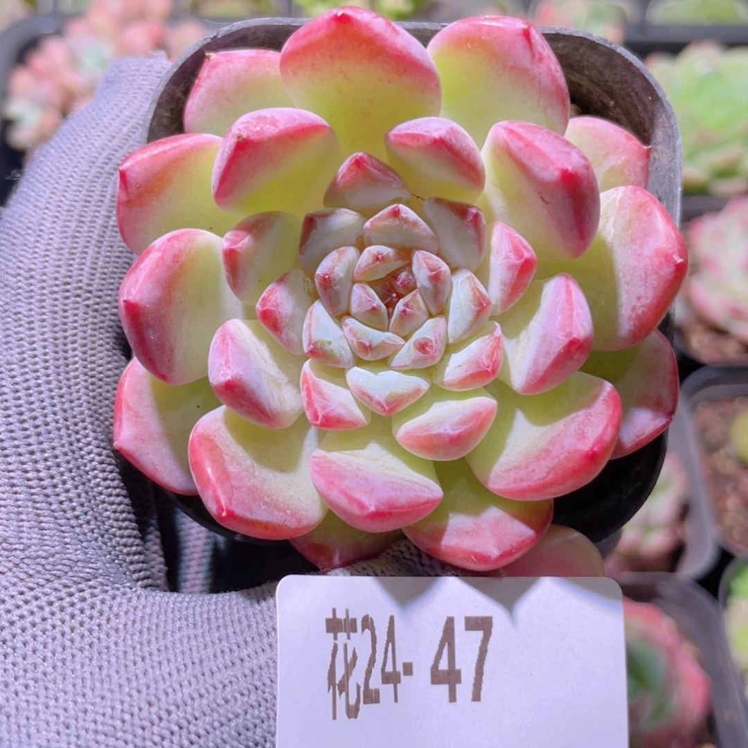 花利美24-47果汁