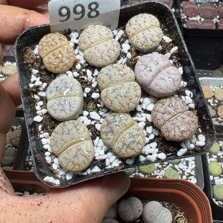 【闪购商品】 998。