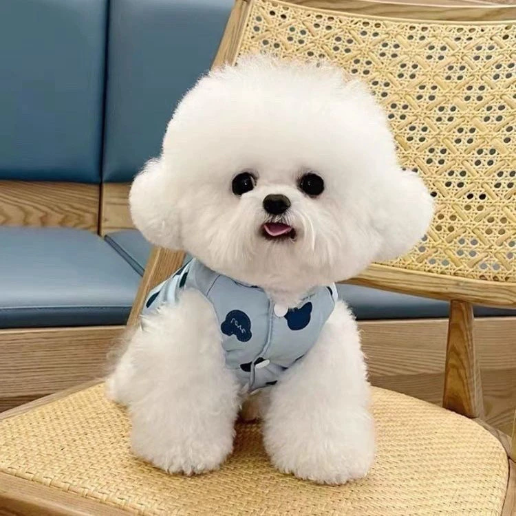 比熊博美泰迪幼犬家养小型犬长不大狗狗活体