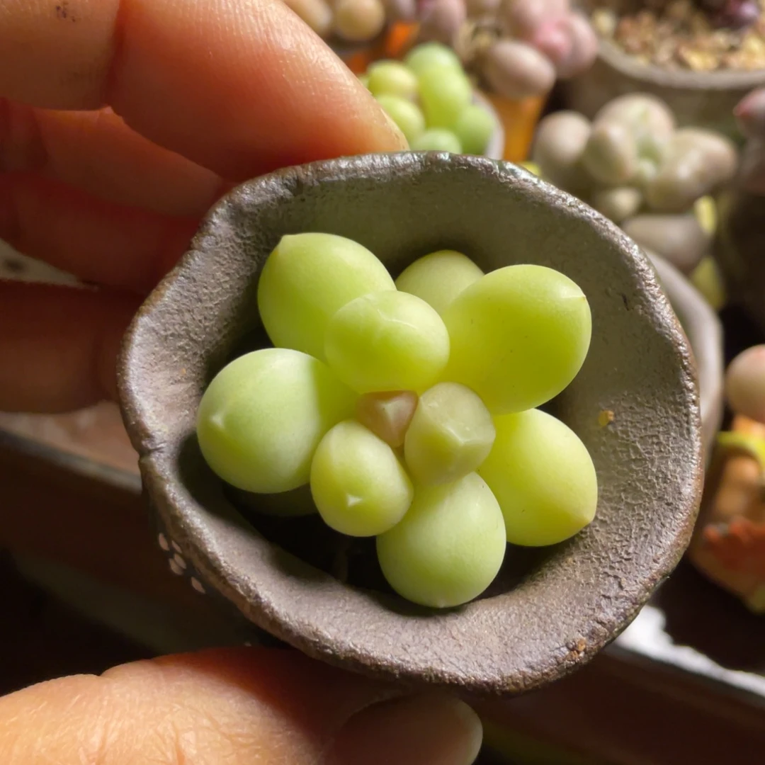 天空美人一个满50包邮非偏远