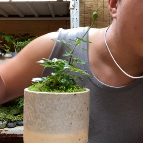 红陶一物一拍所见即所得149