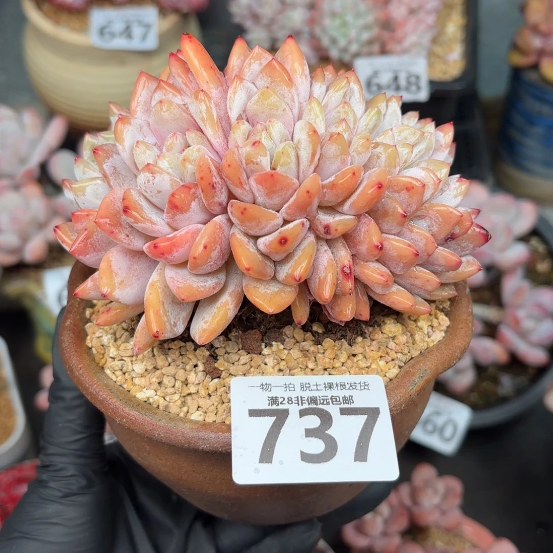 橙梦露缀化无盆土发货